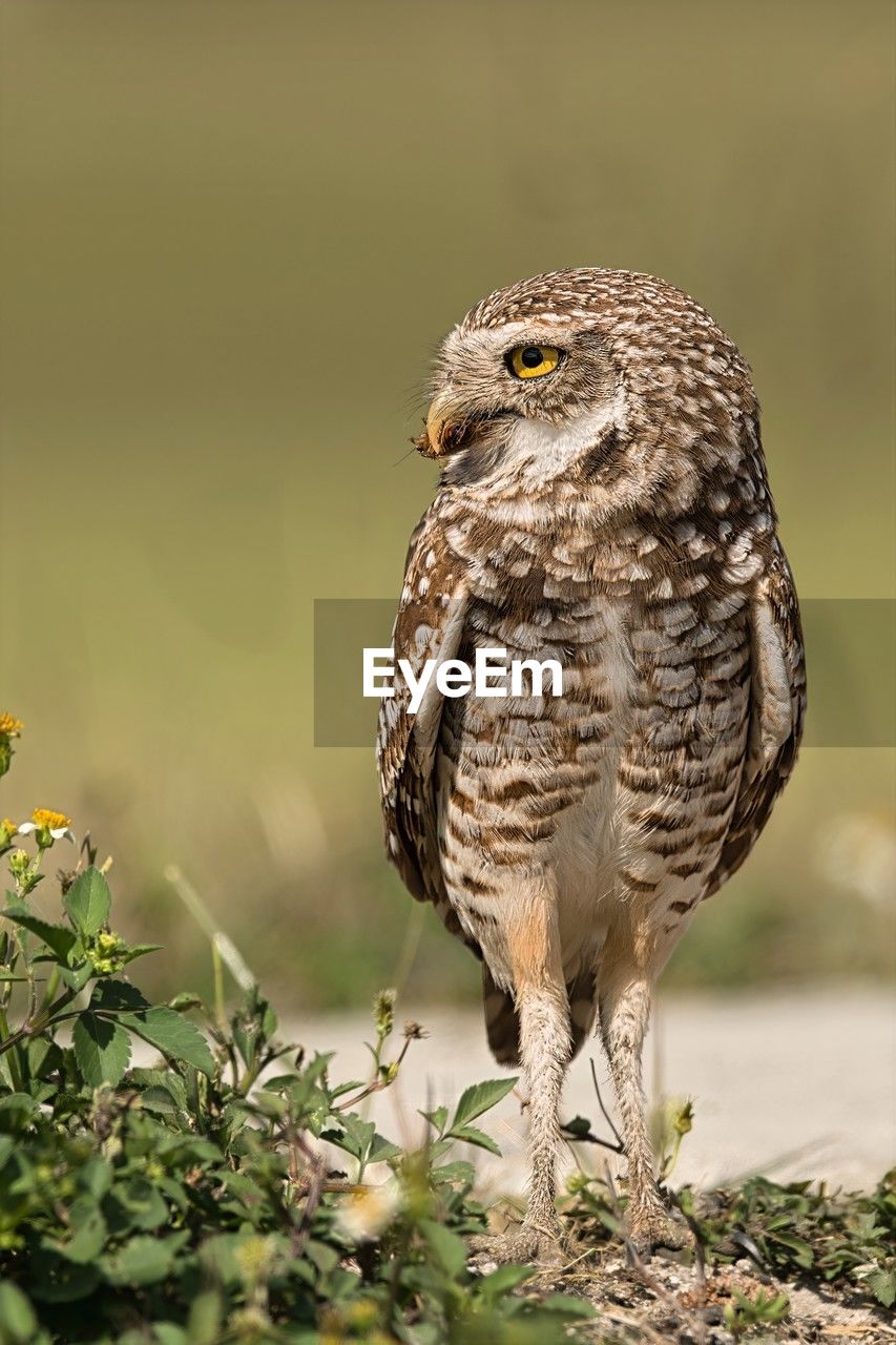animal themes, bird, animal, animal wildlife, wildlife, one animal, bird of prey, beak, nature, full length, owl, portrait, perching, no people, plant, looking at camera, close-up, outdoors, beauty in nature, standing, selective focus, day, environment, grass, focus on foreground, feather
