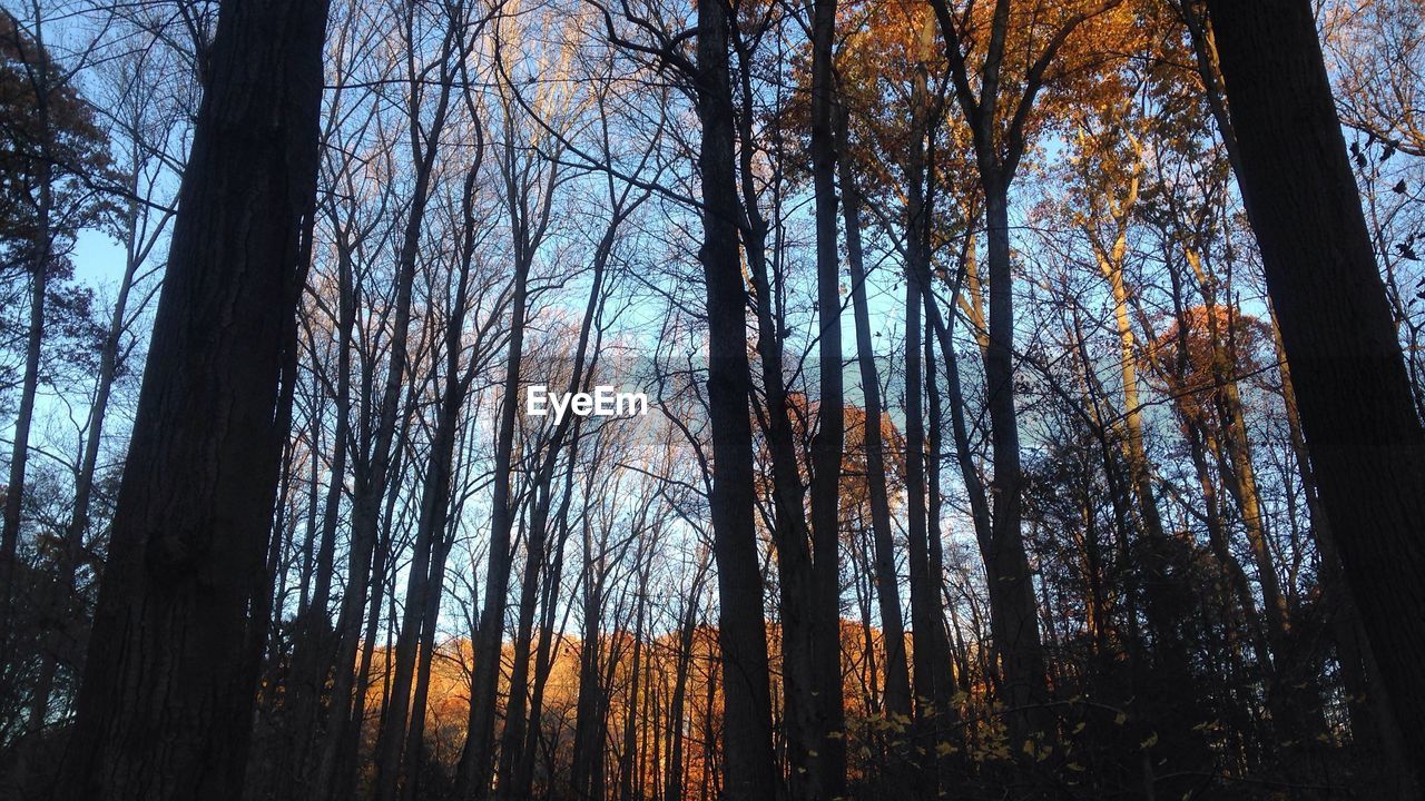 LOW ANGLE VIEW OF TREE AGAINST SKY