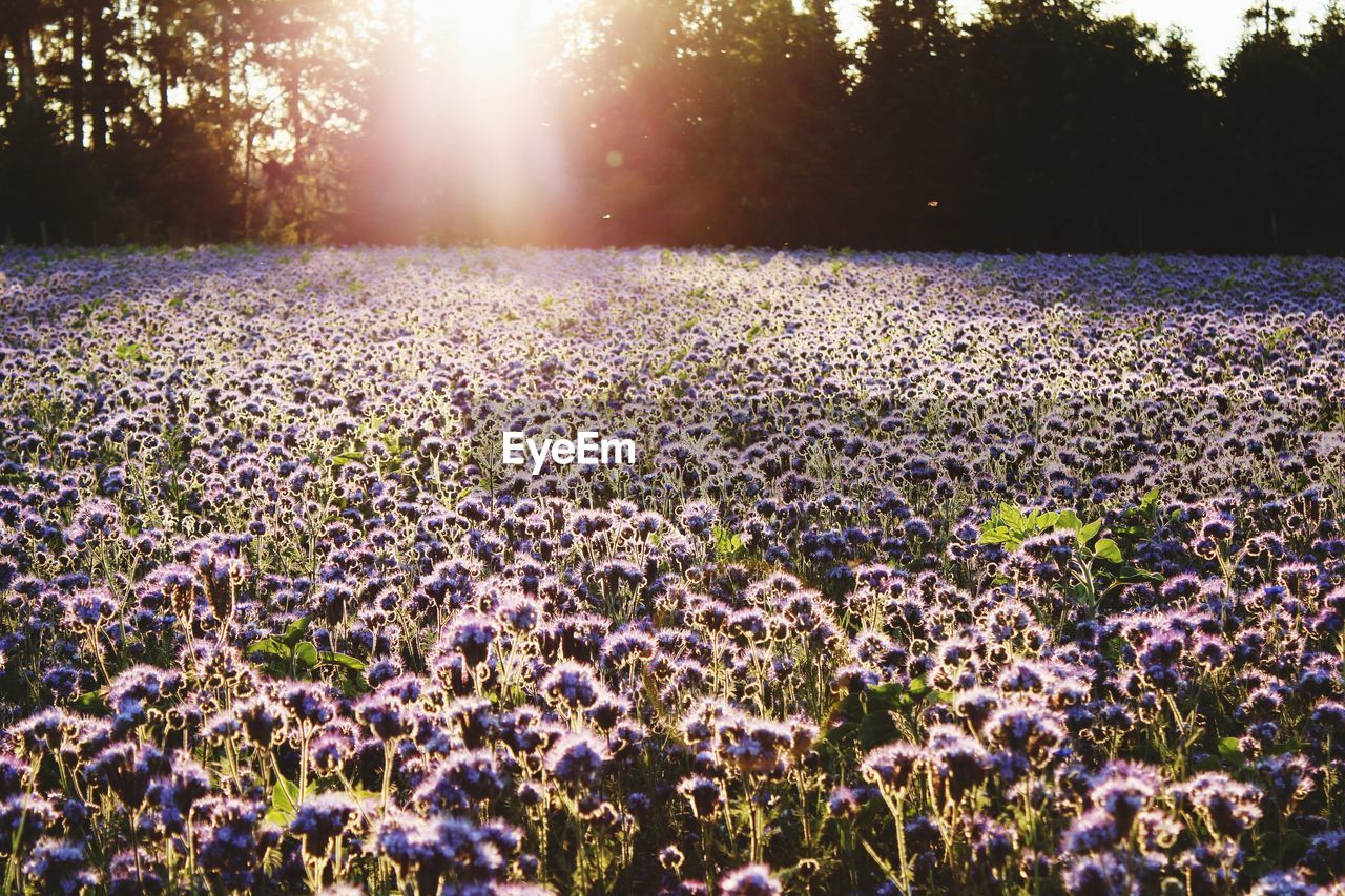 SCENIC VIEW OF PURPLE FLOWERING PLANTS ON LAND