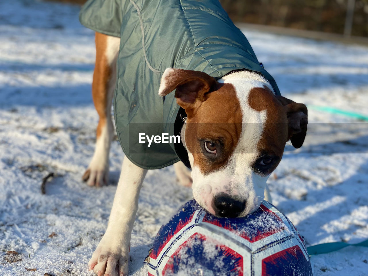 PORTRAIT OF DOG WITH MAN ON SNOW