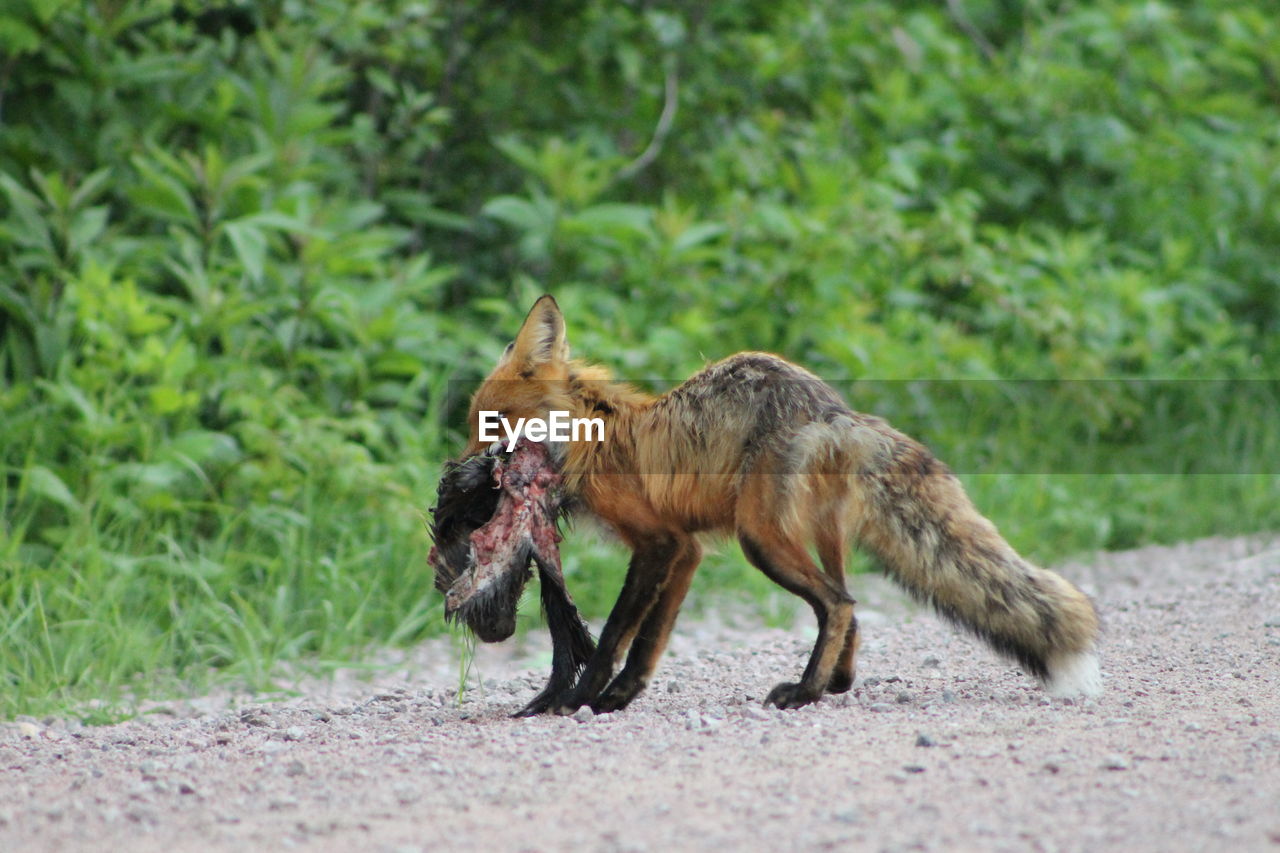 Fox on dirt road