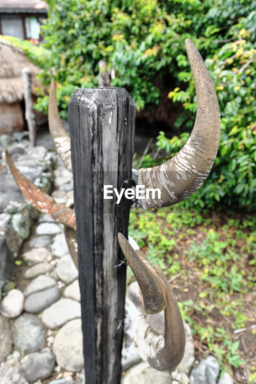 CLOSE-UP OF LIZARD ON WOODEN POST