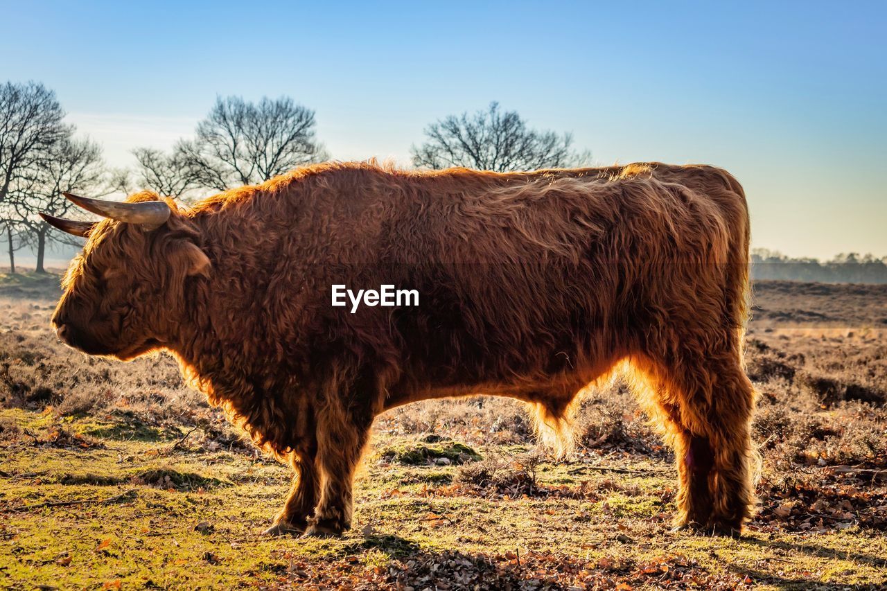 Highland cattle in the sunlight