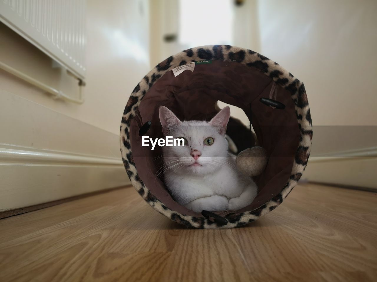 PORTRAIT OF A CAT ON FLOOR