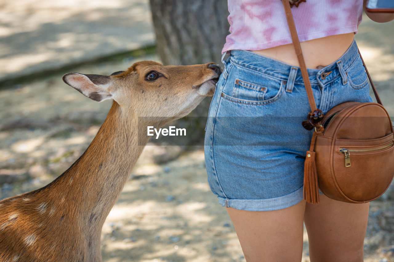 Deer licking woman in shorts 