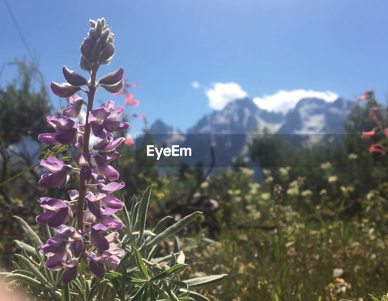 CLOSE-UP OF FLOWERS BLOOMING AGAINST MOUNTAIN RANGE