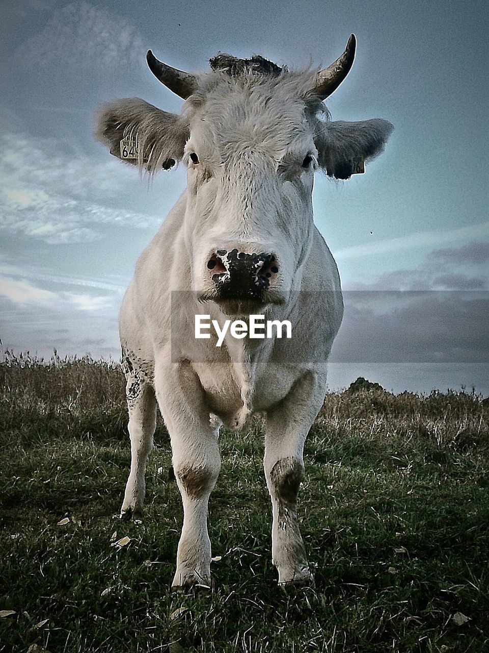 Cow standing on grassy field against sky