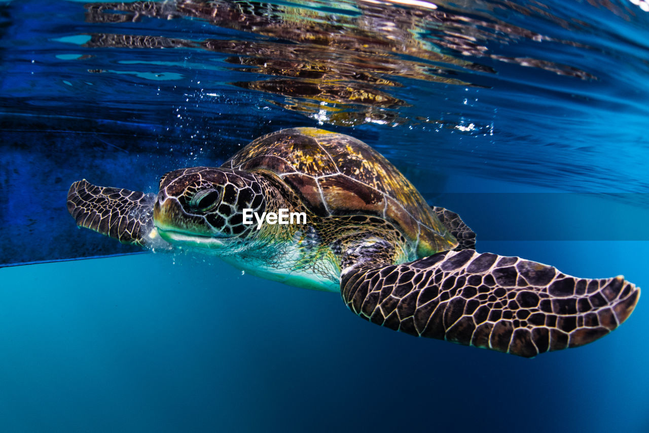 VIEW OF TURTLE SWIMMING