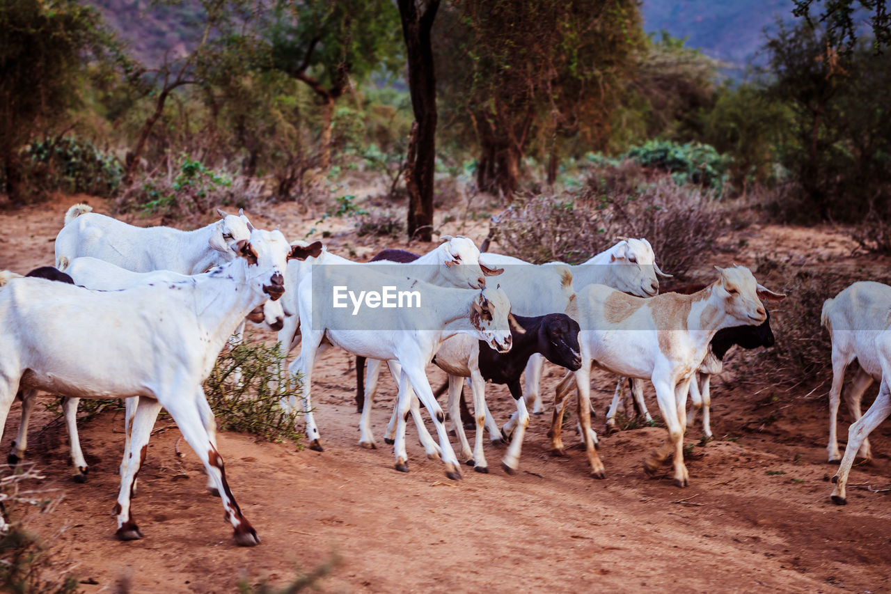 COWS WITH HORSES