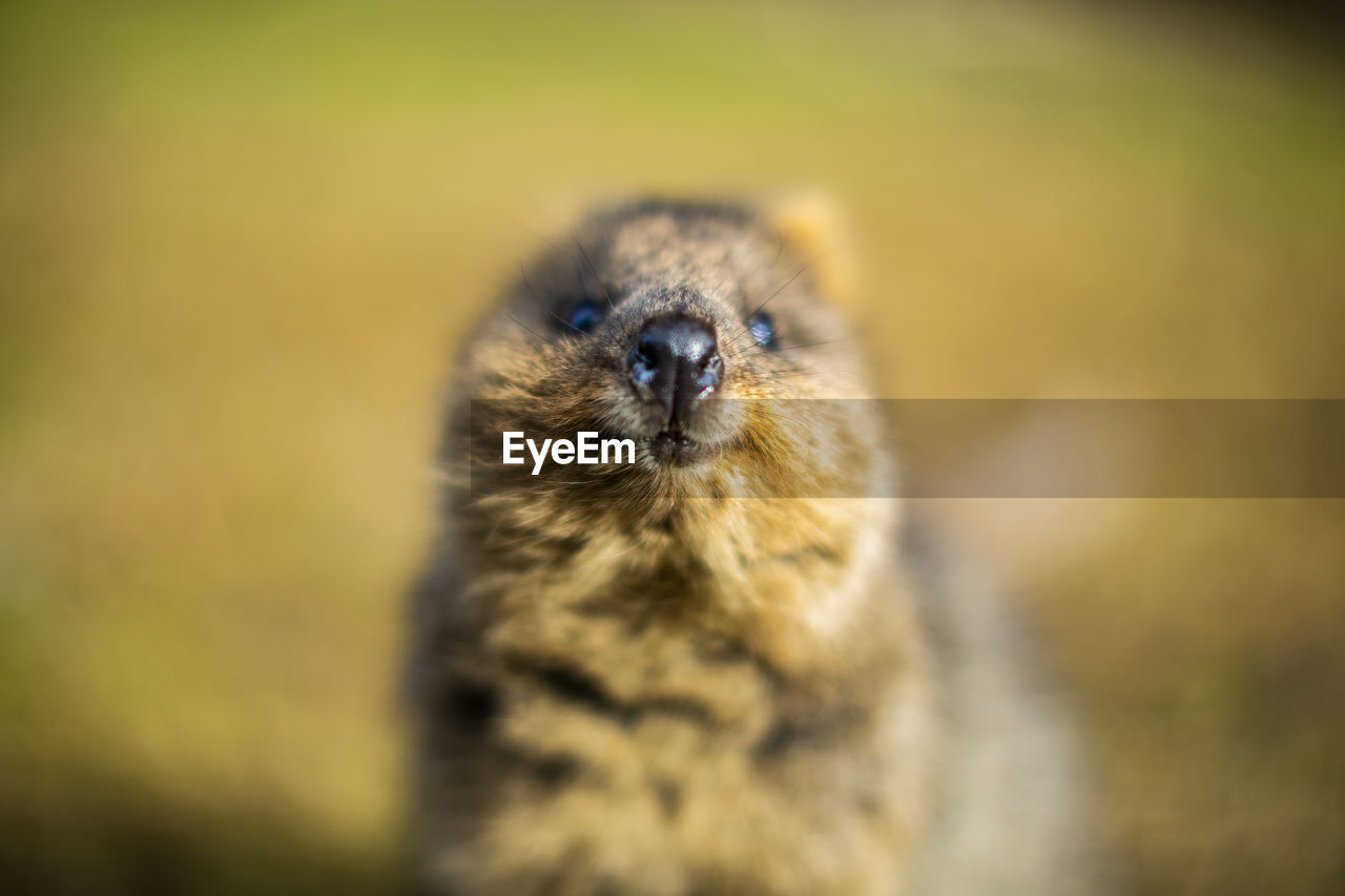 Close-up portrait of quokka outdoors