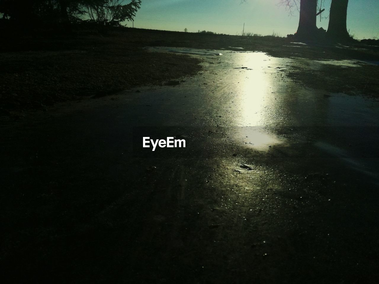 CLOSE-UP OF WET TREE AT SUNSET