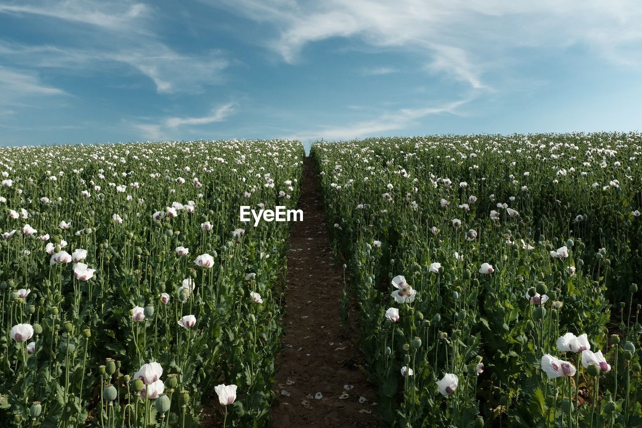 FLOWERS GROWING ON FIELD