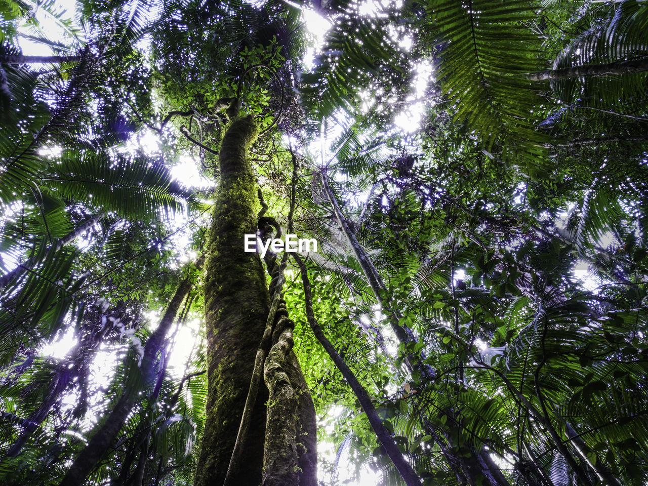 LOW ANGLE VIEW OF TREE IN FOREST AGAINST SKY