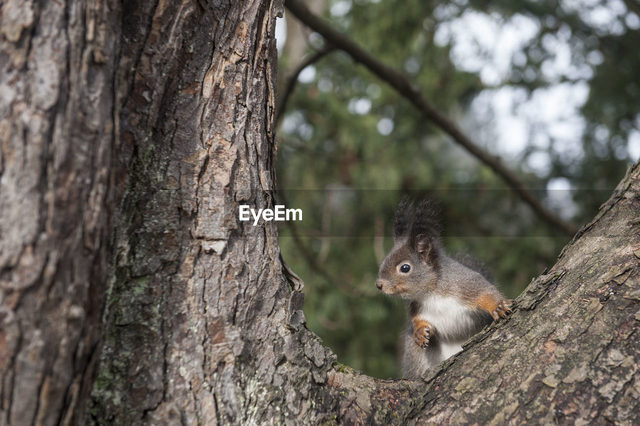 tree, animal, animal themes, animal wildlife, squirrel, tree trunk, trunk, one animal, wildlife, mammal, nature, plant, rodent, branch, no people, cute, outdoors, day, forest, focus on foreground, land, chipmunk