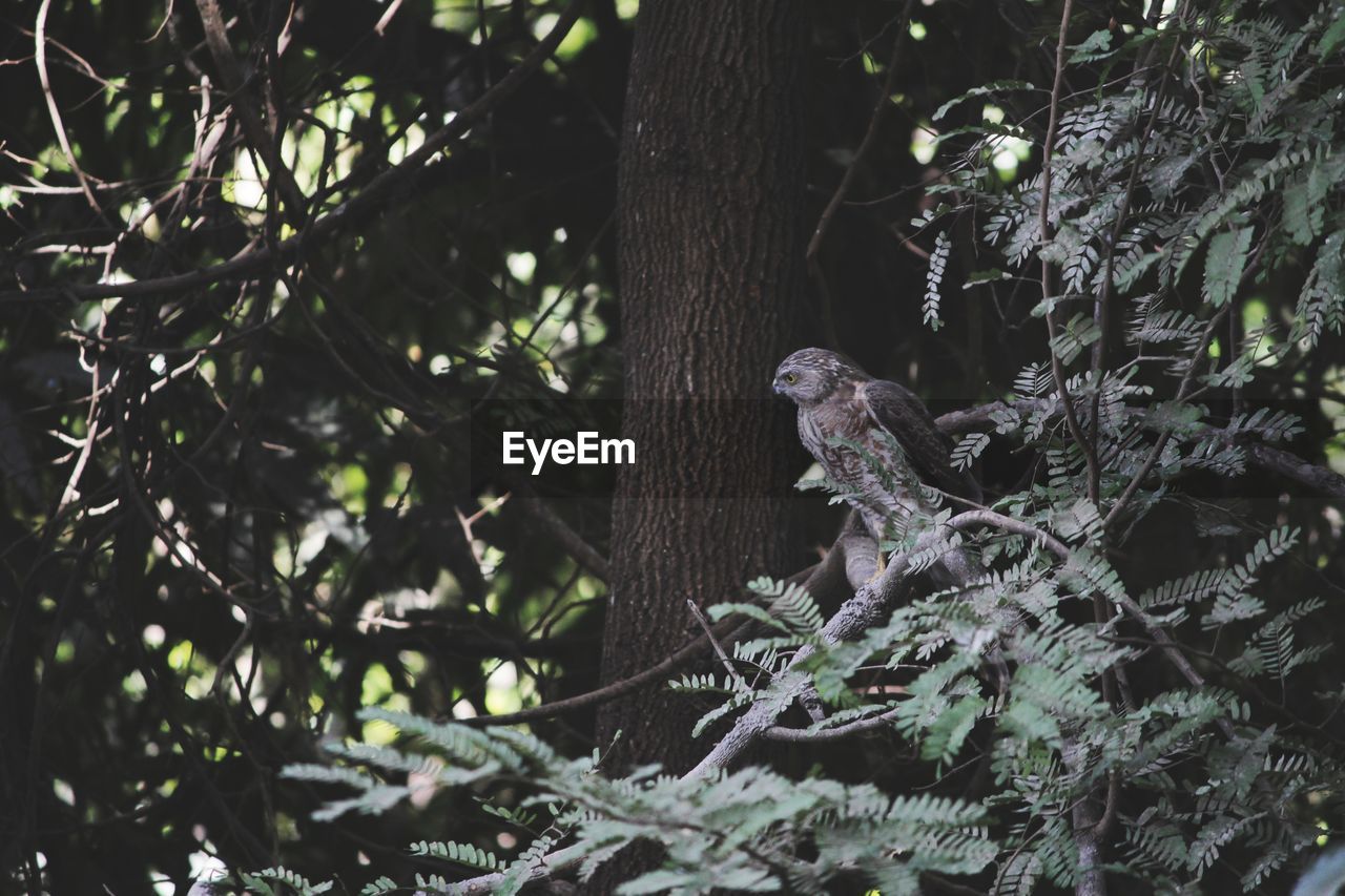 VIEW OF A BIRD PERCHING ON TREE