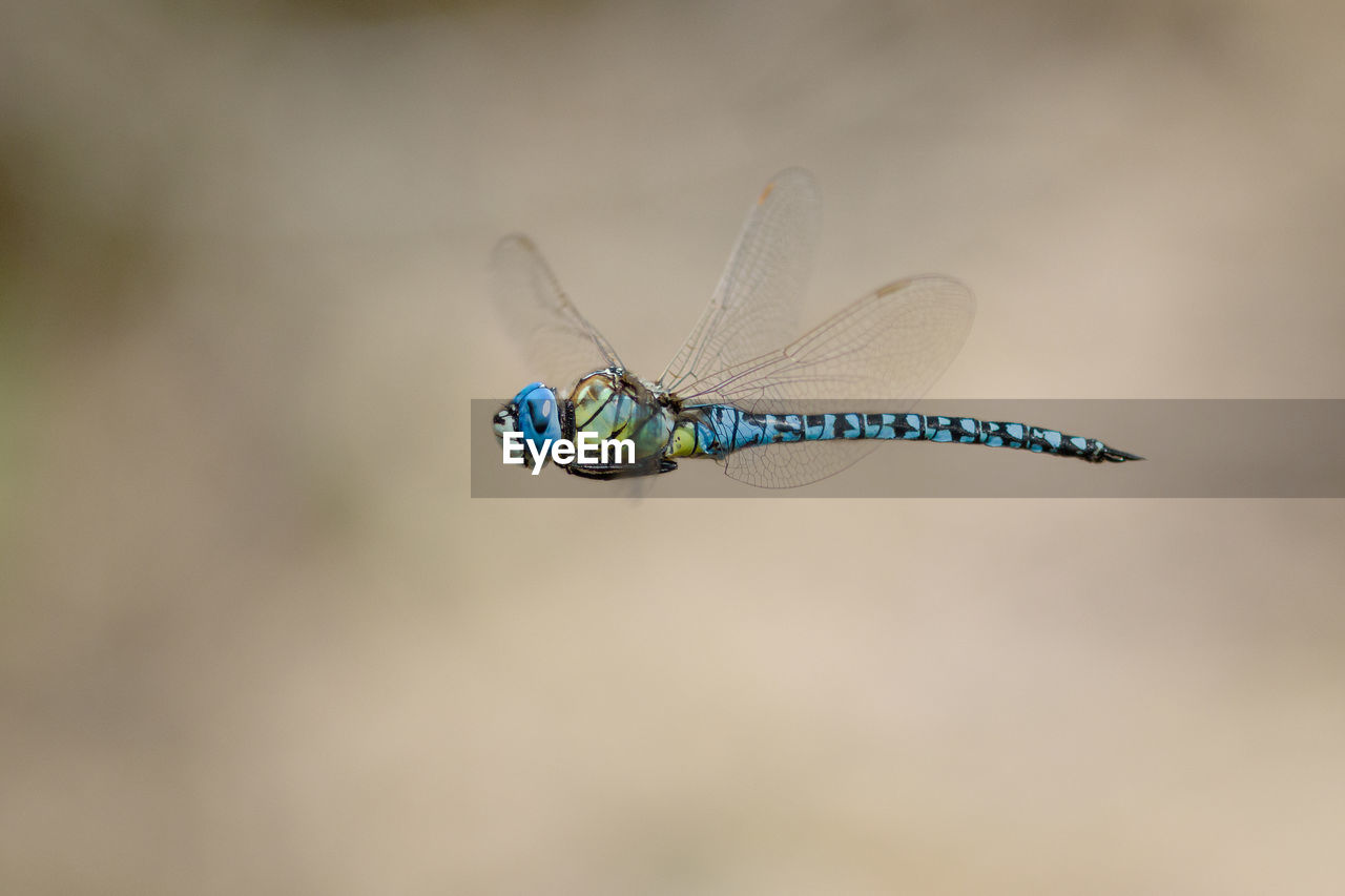 CLOSE-UP OF DRAGONFLY FLYING OVER BLUE BACKGROUND