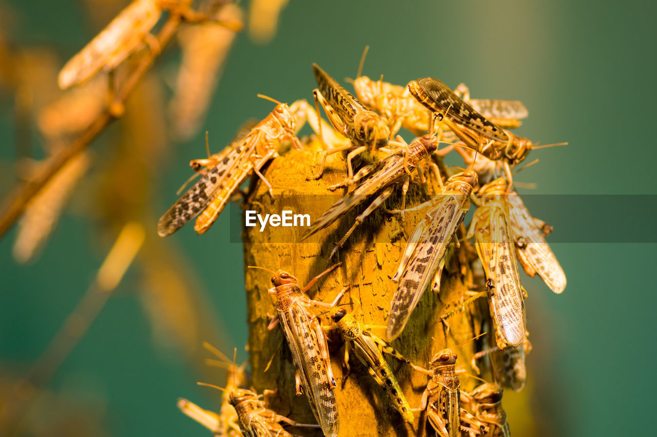 Close-up of locust on a plant