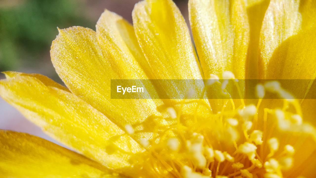 CLOSE-UP OF YELLOW FLOWERING PLANT DURING WATER