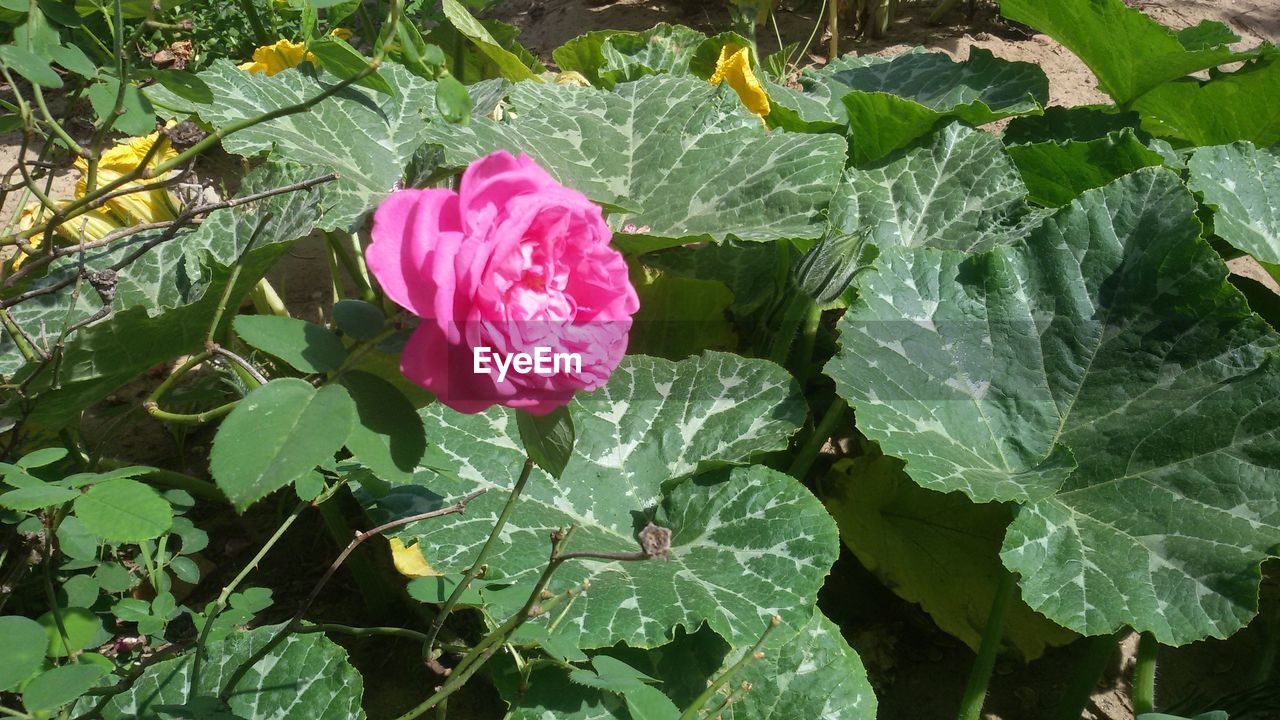 CLOSE-UP OF PINK FLOWER BLOOMING IN WATER