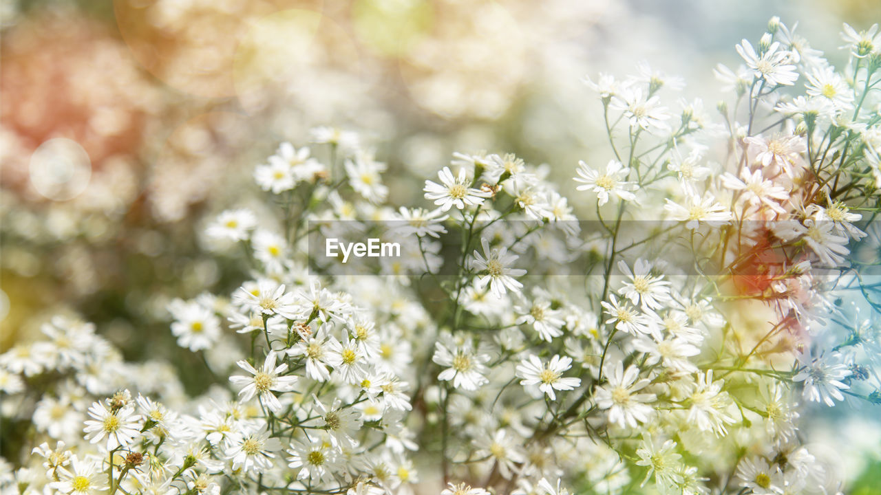 CLOSE-UP OF FLOWERING PLANT