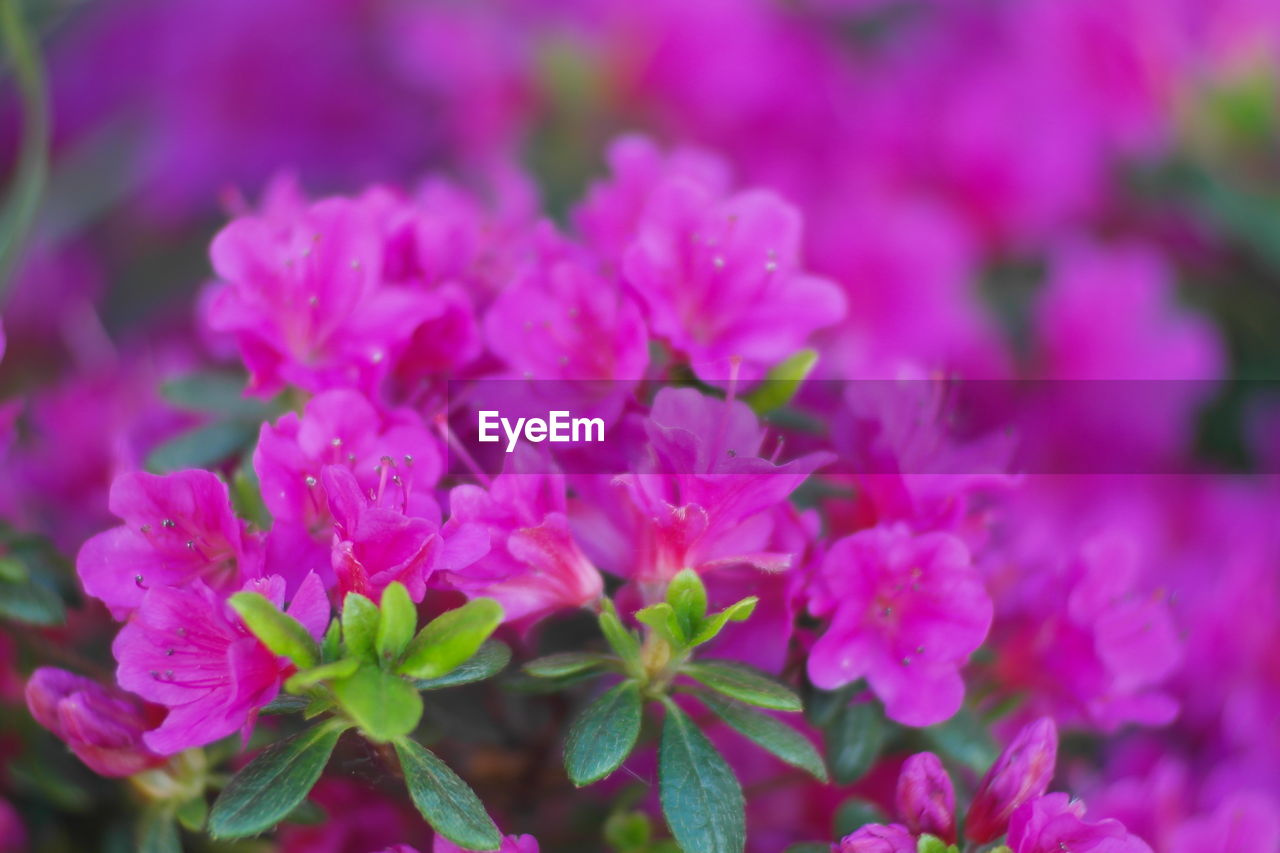 Close-up of purple azalea blooming outdoors
