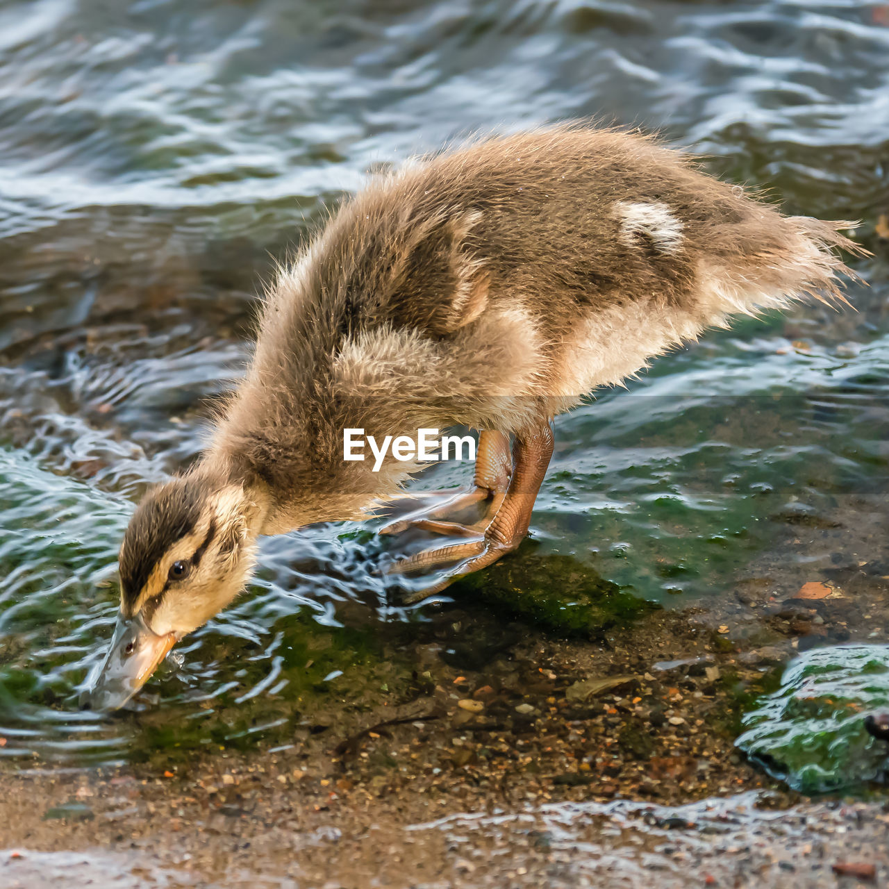 SIDE VIEW OF DUCK DRINKING WATER