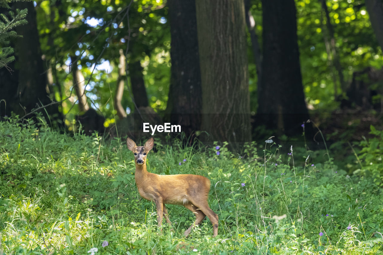 VIEW OF DEER IN FOREST