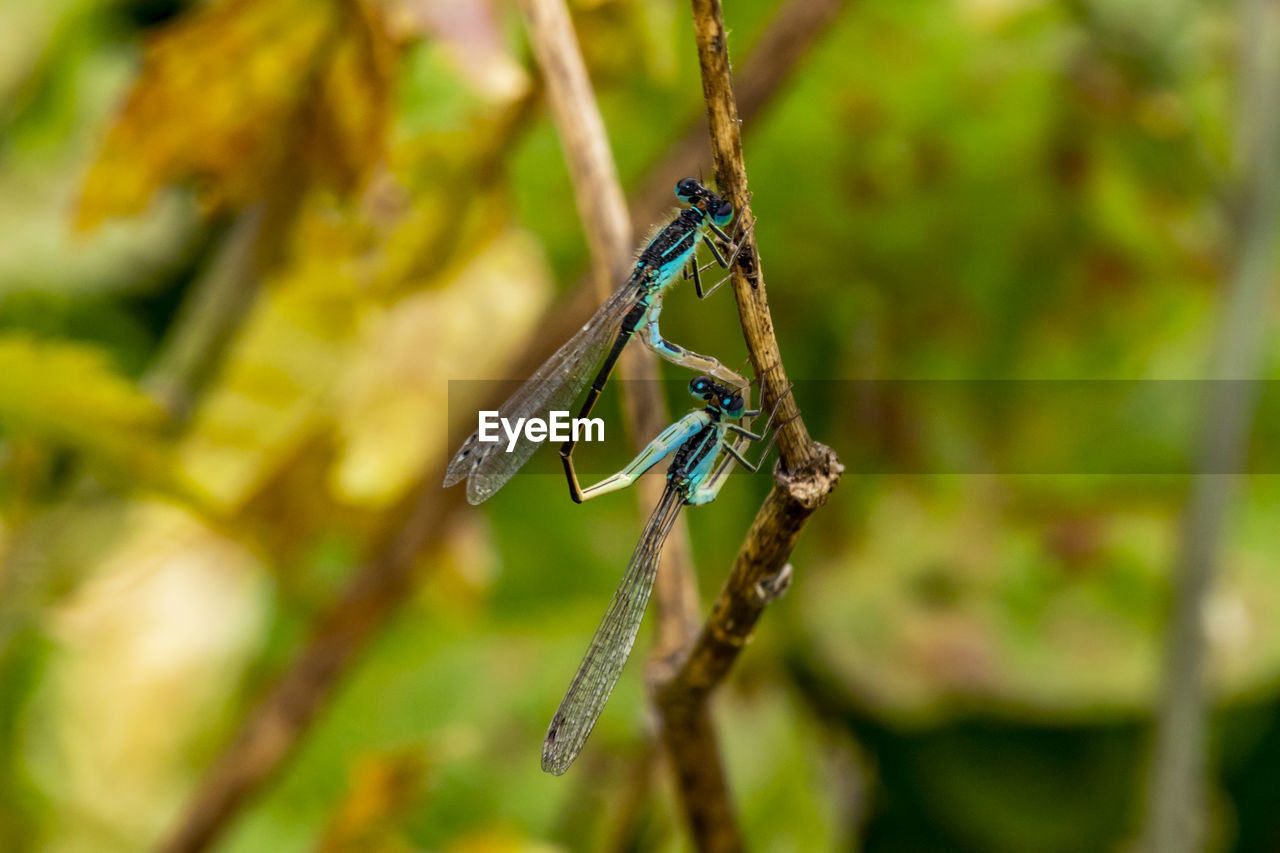 CLOSE-UP OF DAMSELFLY ON PLANT