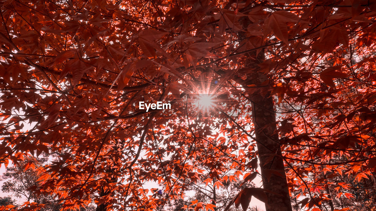 Low angle view of sunlight streaming through tree during autumn
