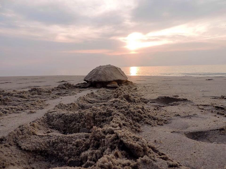 Sandy sculpture of tortoise on beach