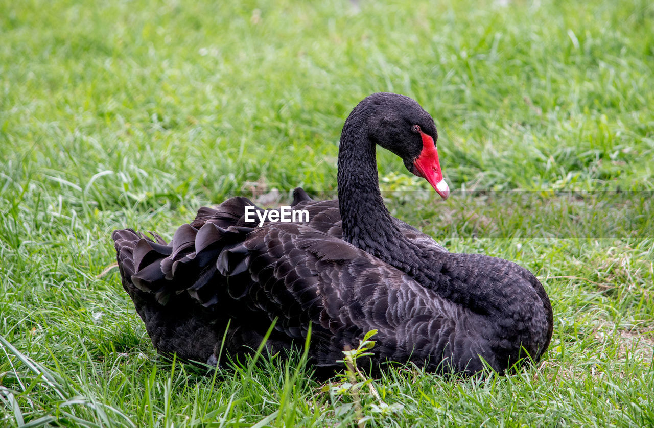 black swan, animal themes, animal, bird, grass, swan, wildlife, black, animal wildlife, water bird, ducks, geese and swans, beak, nature, one animal, plant, no people, day, green, duck, outdoors, goose