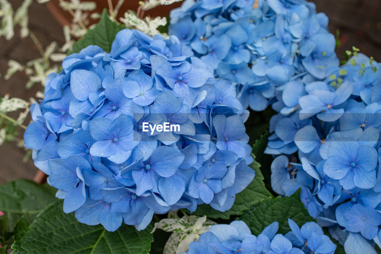 CLOSE-UP OF BLUE HYDRANGEA PURPLE FLOWERS ON PLANT