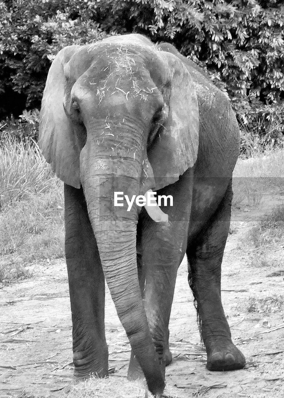 ELEPHANT STANDING ON FIELD