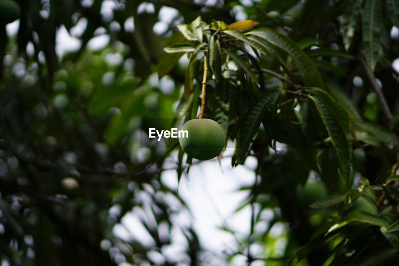 Low angle view of unripe mango hanging on tree