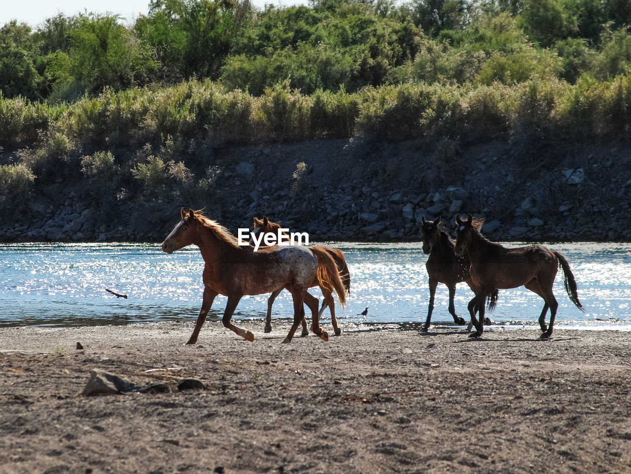 Horses running on river bank 