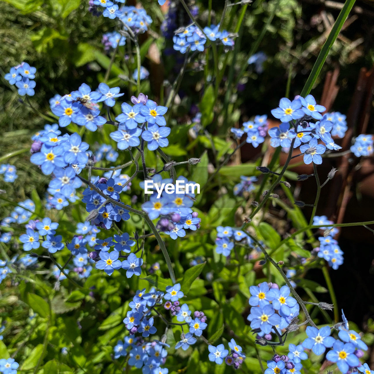 Close-up of purple flowering plants