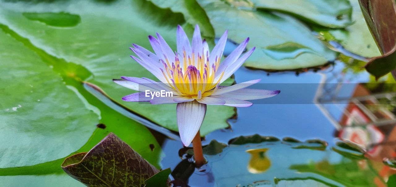 CLOSE-UP OF WATER LILY IN LAKE