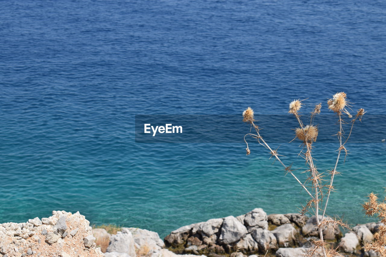 High angle view of plants by sea