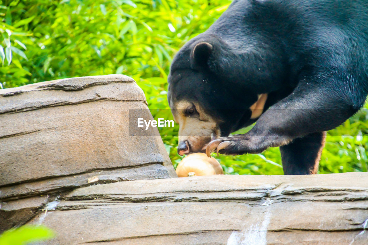 CLOSE-UP OF DONKEY EATING