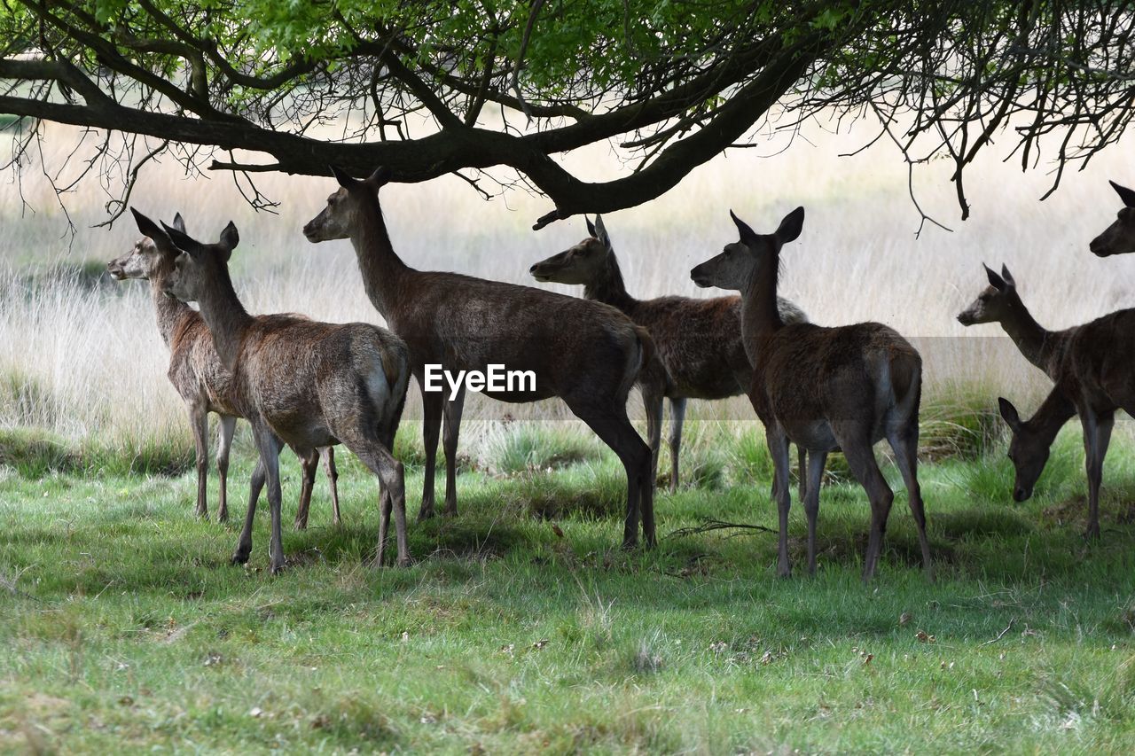 Herd of deer standing in forest