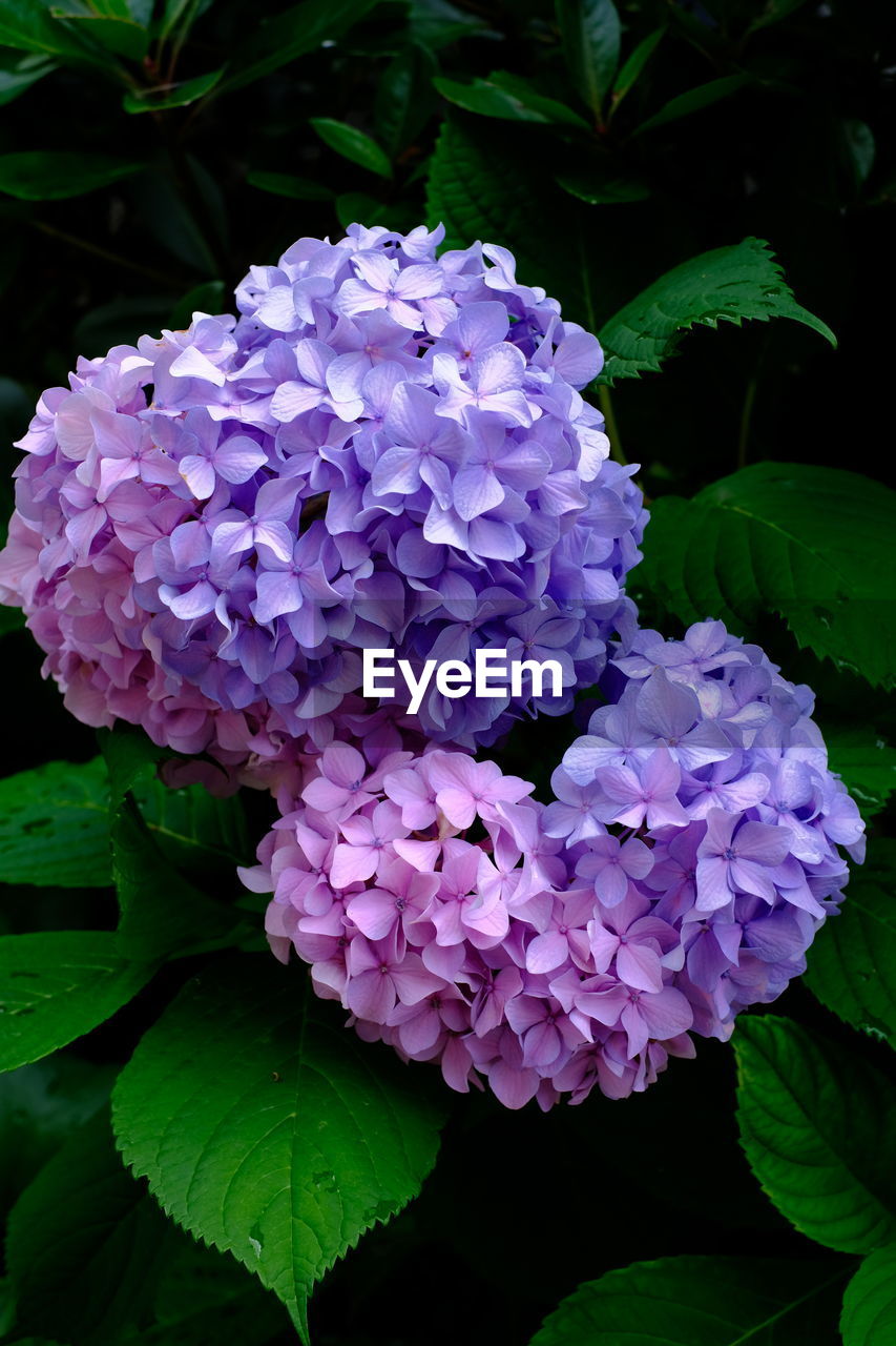 flower, plant, flowering plant, beauty in nature, leaf, freshness, growth, plant part, close-up, nature, petal, fragility, purple, inflorescence, flower head, hydrangea, no people, lilac, outdoors, green, day, botany, springtime, pink