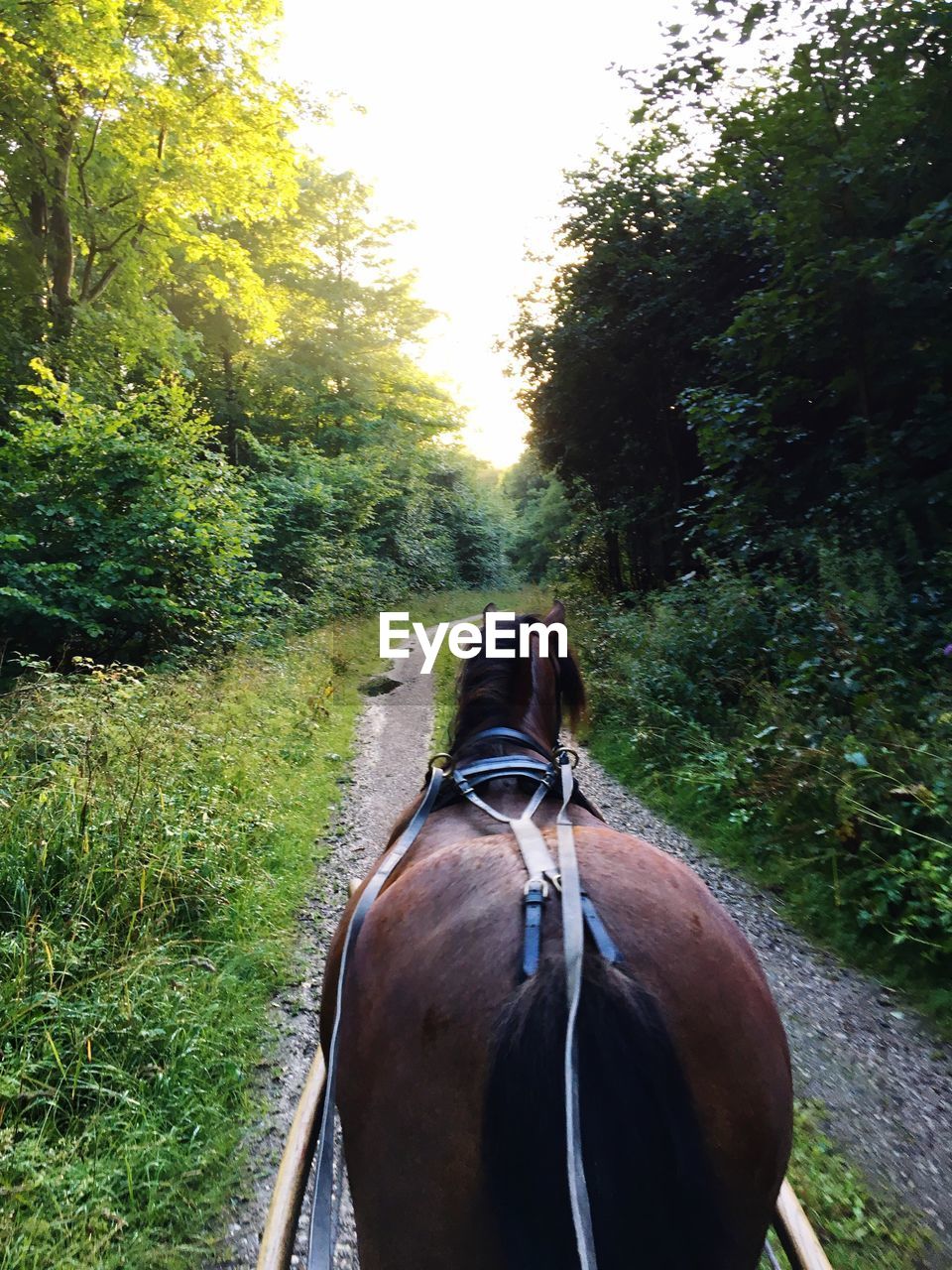 Rear view of horse on road amidst trees in forest