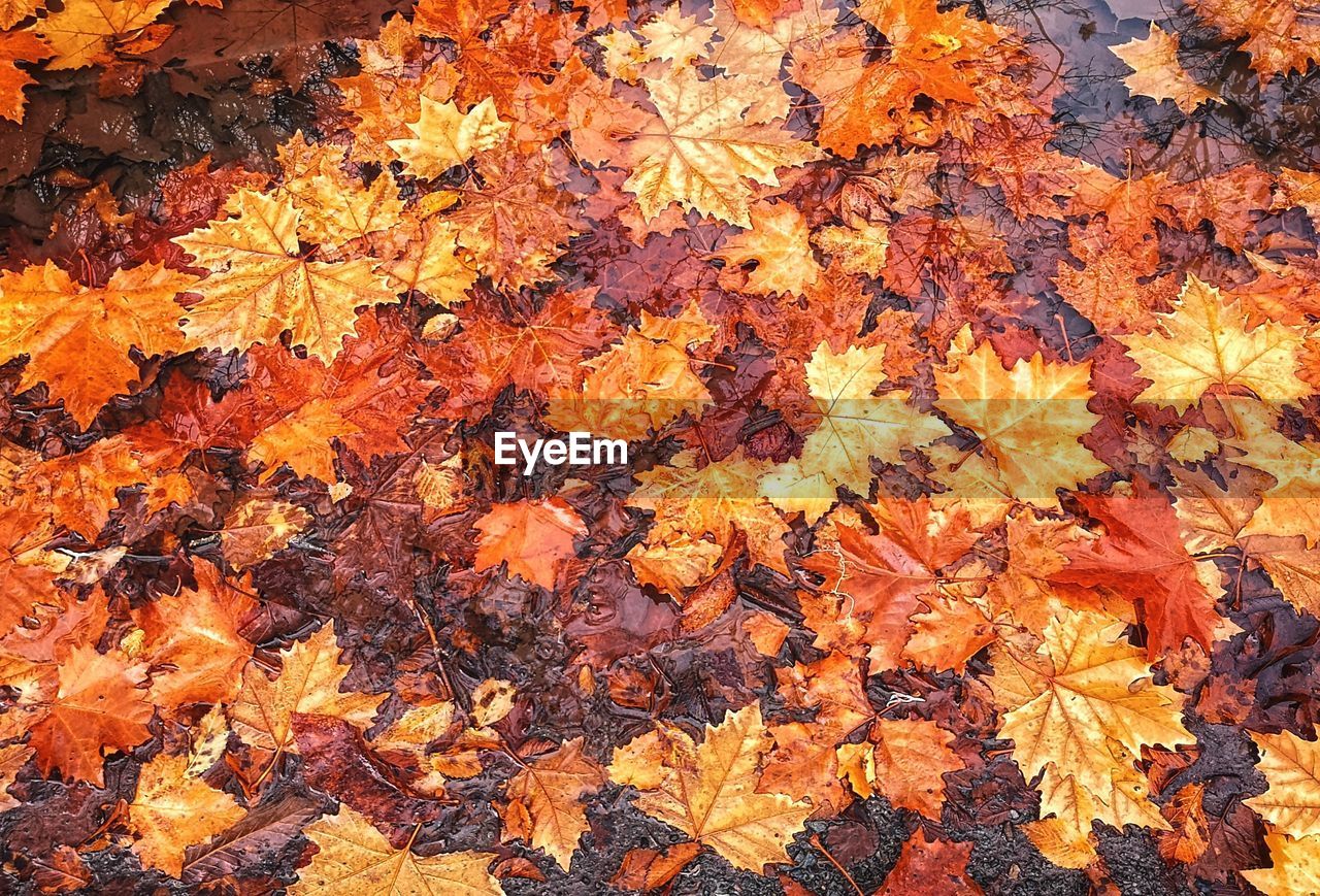 High angle view of maple leaves on tree during autumn