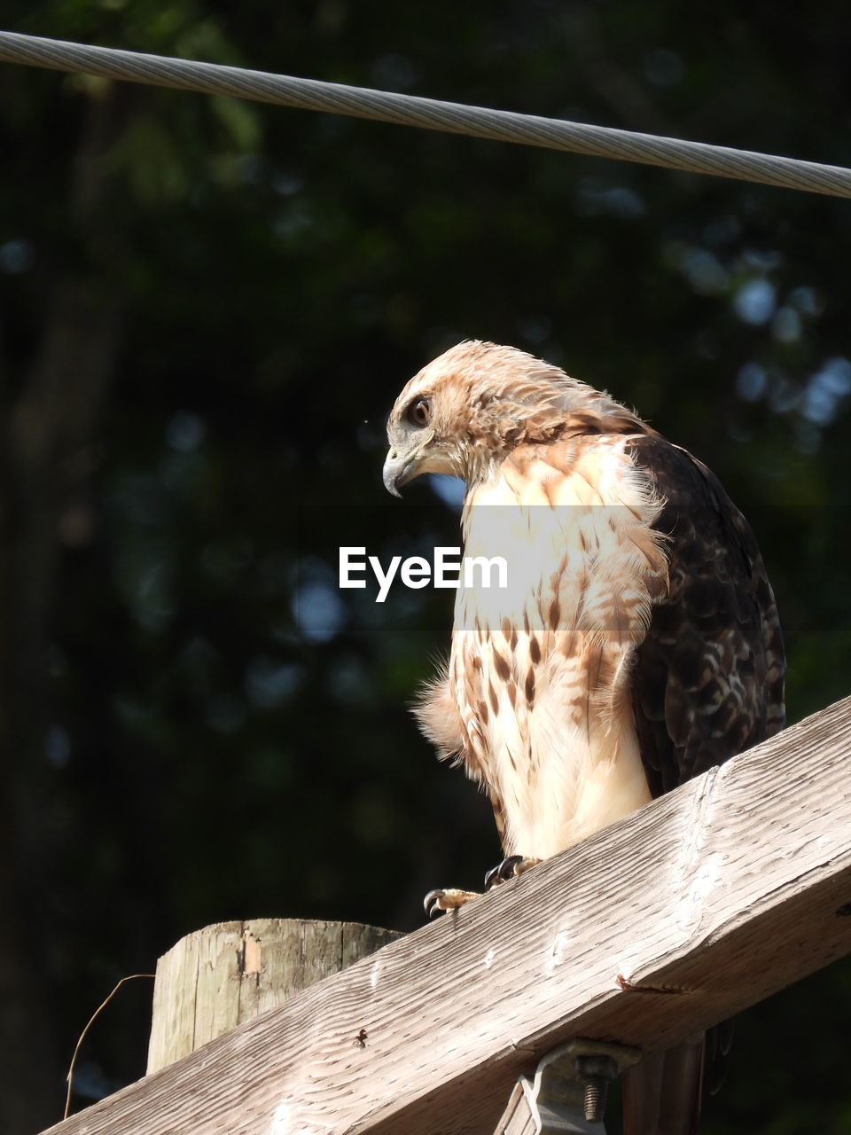 Perched red tailed hawk looking for meal