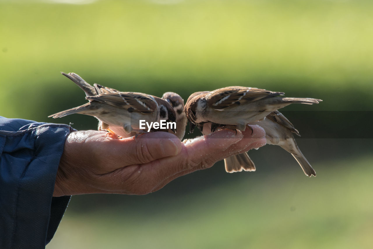 CLOSE-UP OF HAND HOLDING BIRD ON FINGER