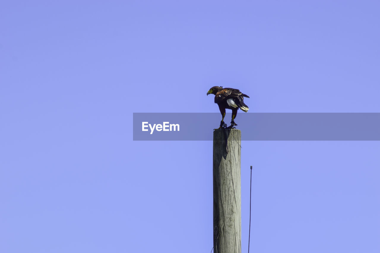 Low angle view of bird perching on wooden post against sky