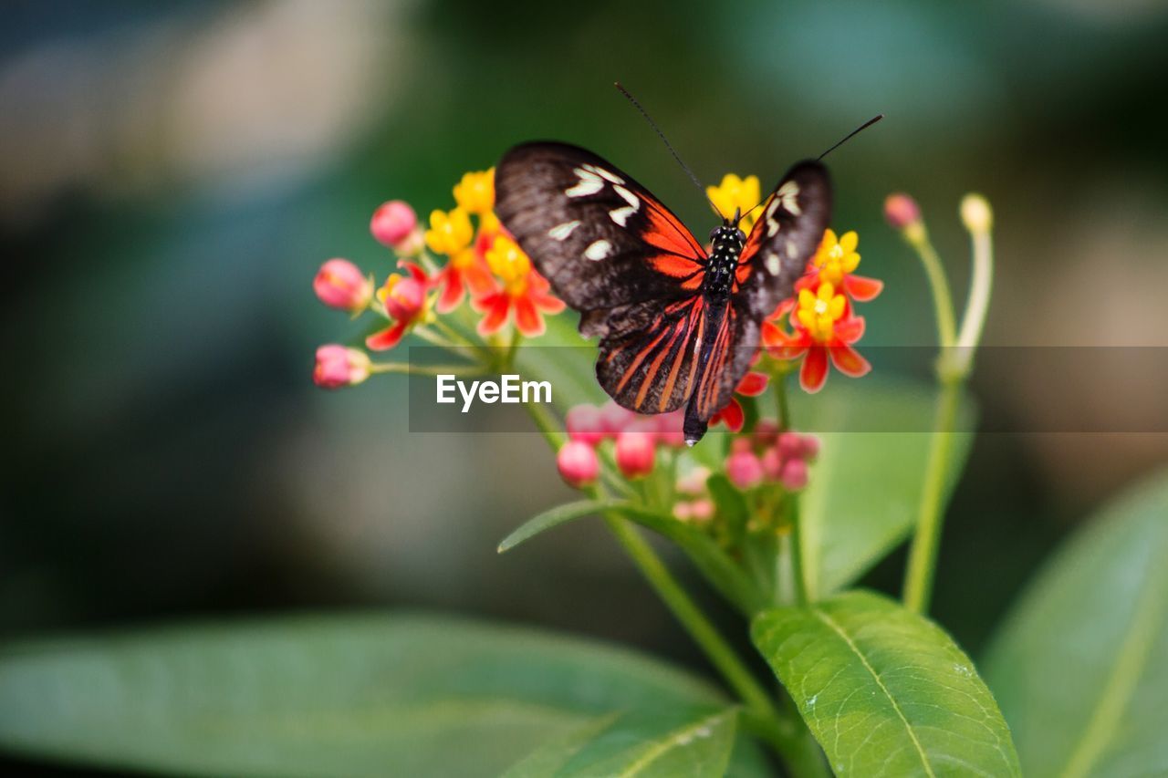 Close-up of butterfly on flower