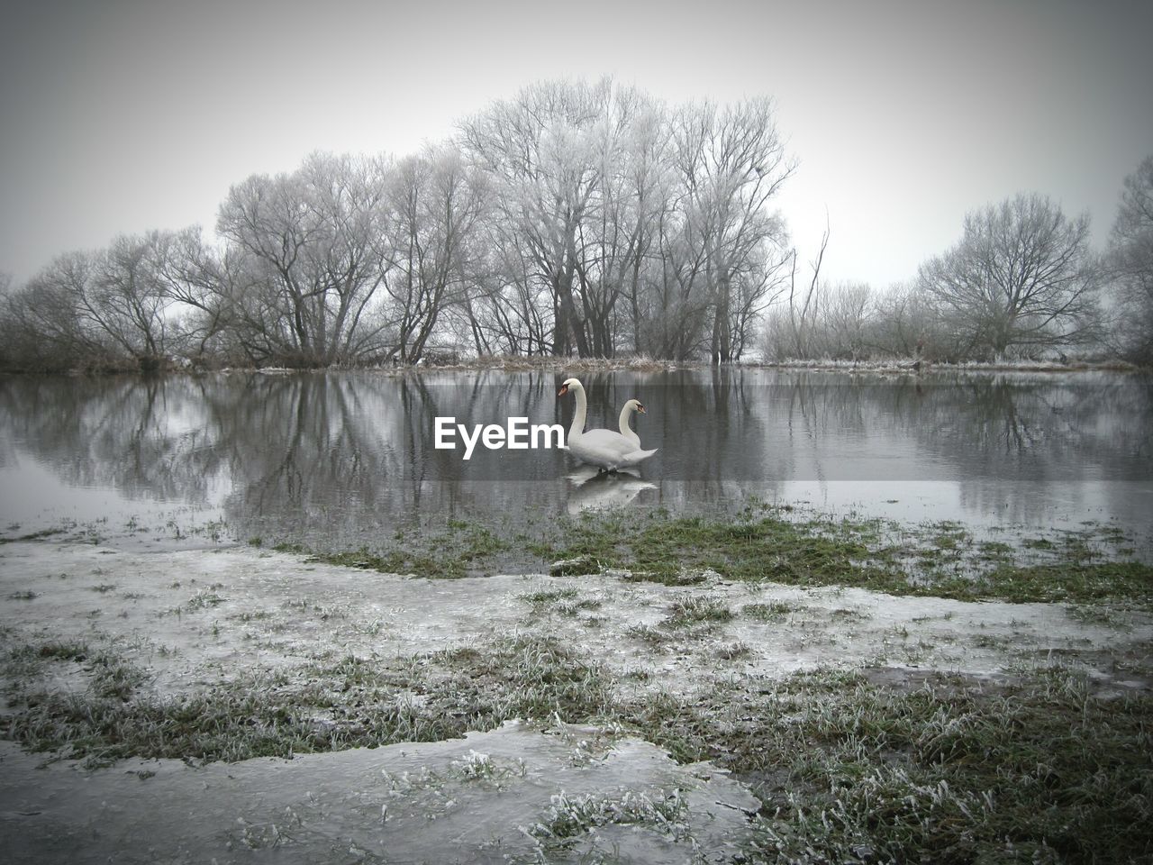 View of birds in calm lake