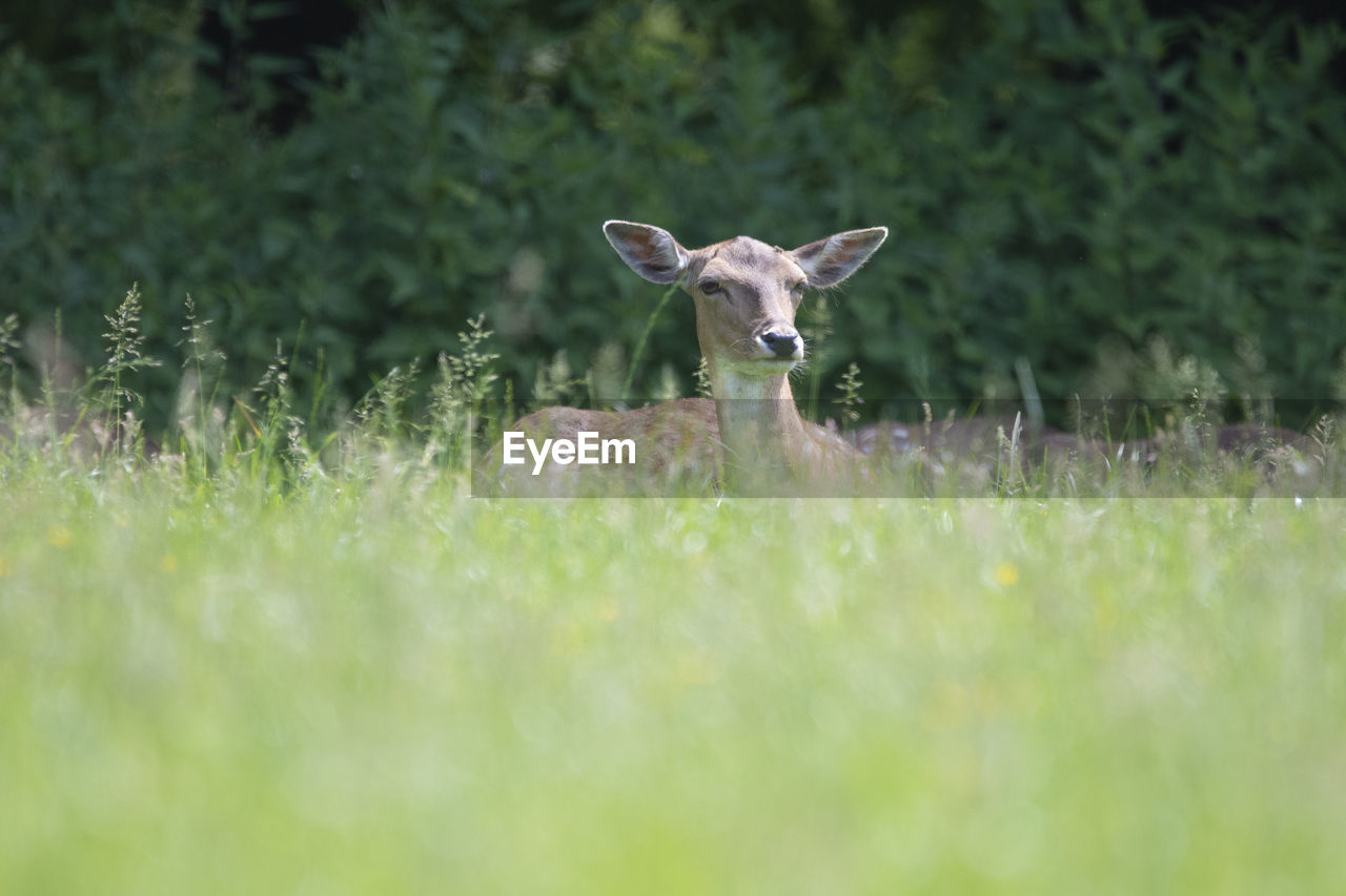 European deer capreolus capreolus