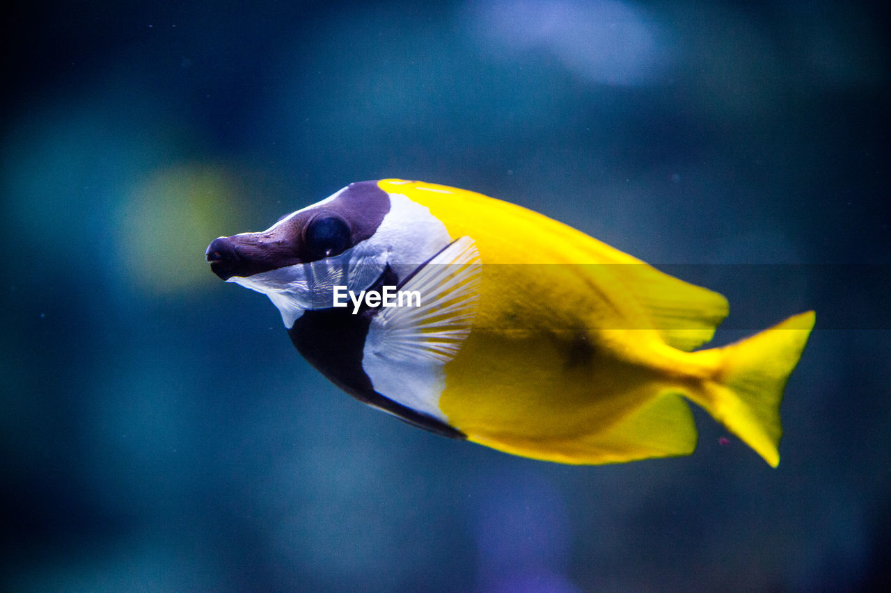 Close-up of yellow fish swimming in sea